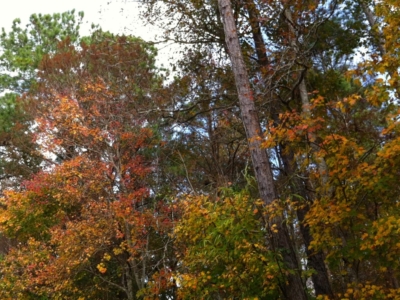 Christmas fall colors in deep south