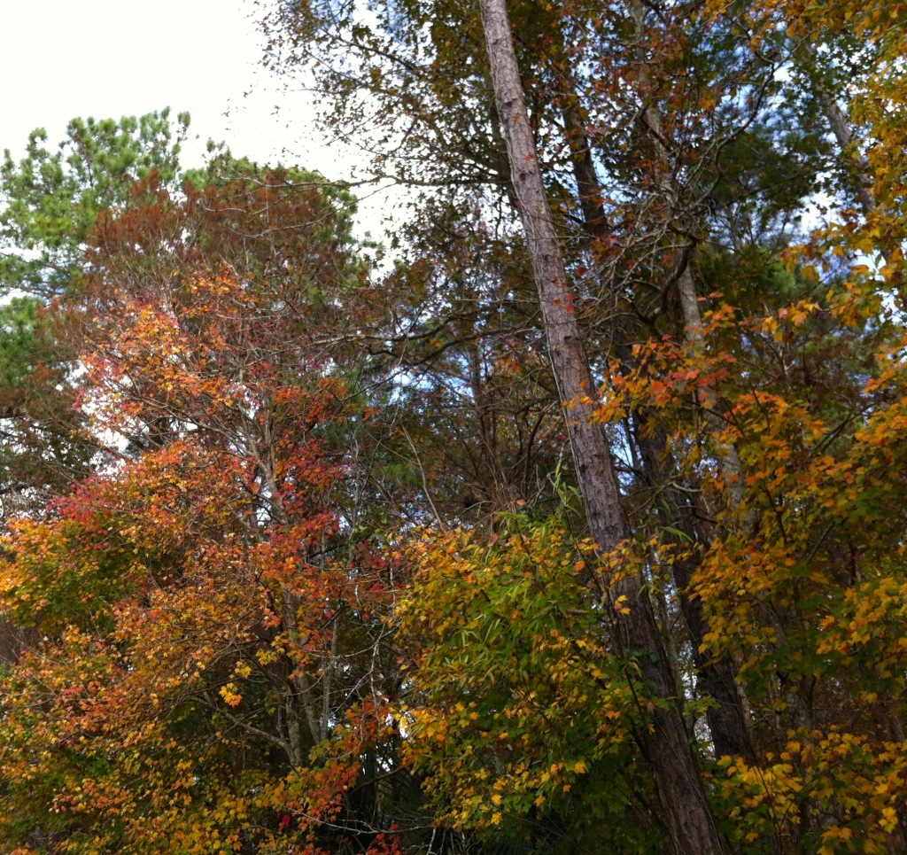 Christmas fall colors in deep south