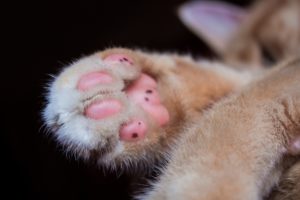 Cat paw