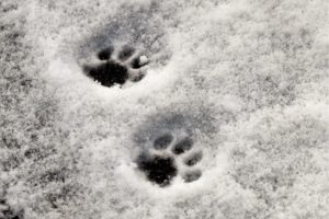 Cat tracks in snow