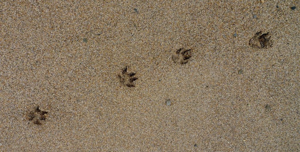 Dog tracks in sand