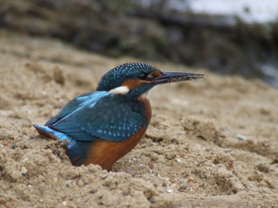 kingfisher in sand