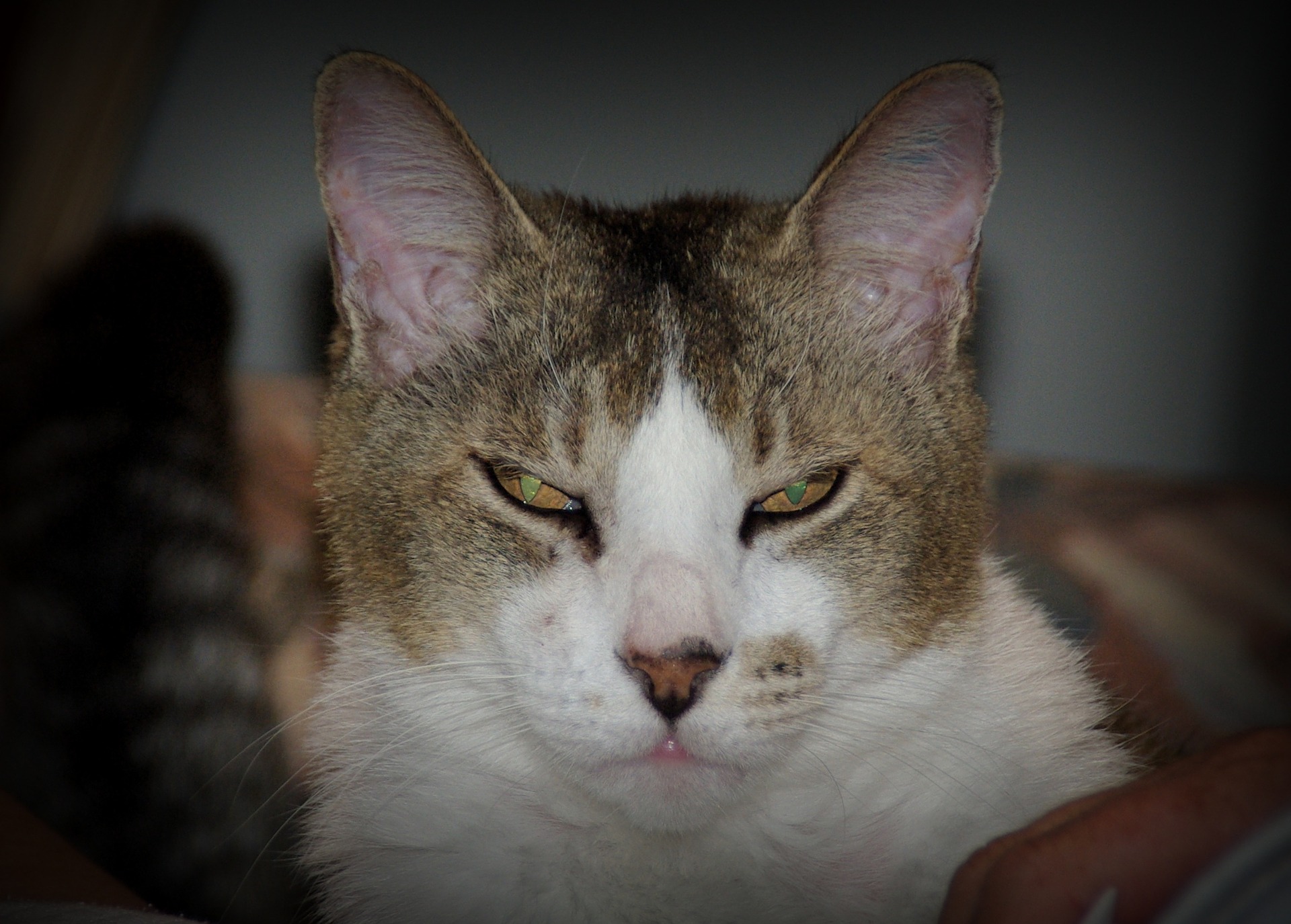 What do you do with anger? Perturbed cat