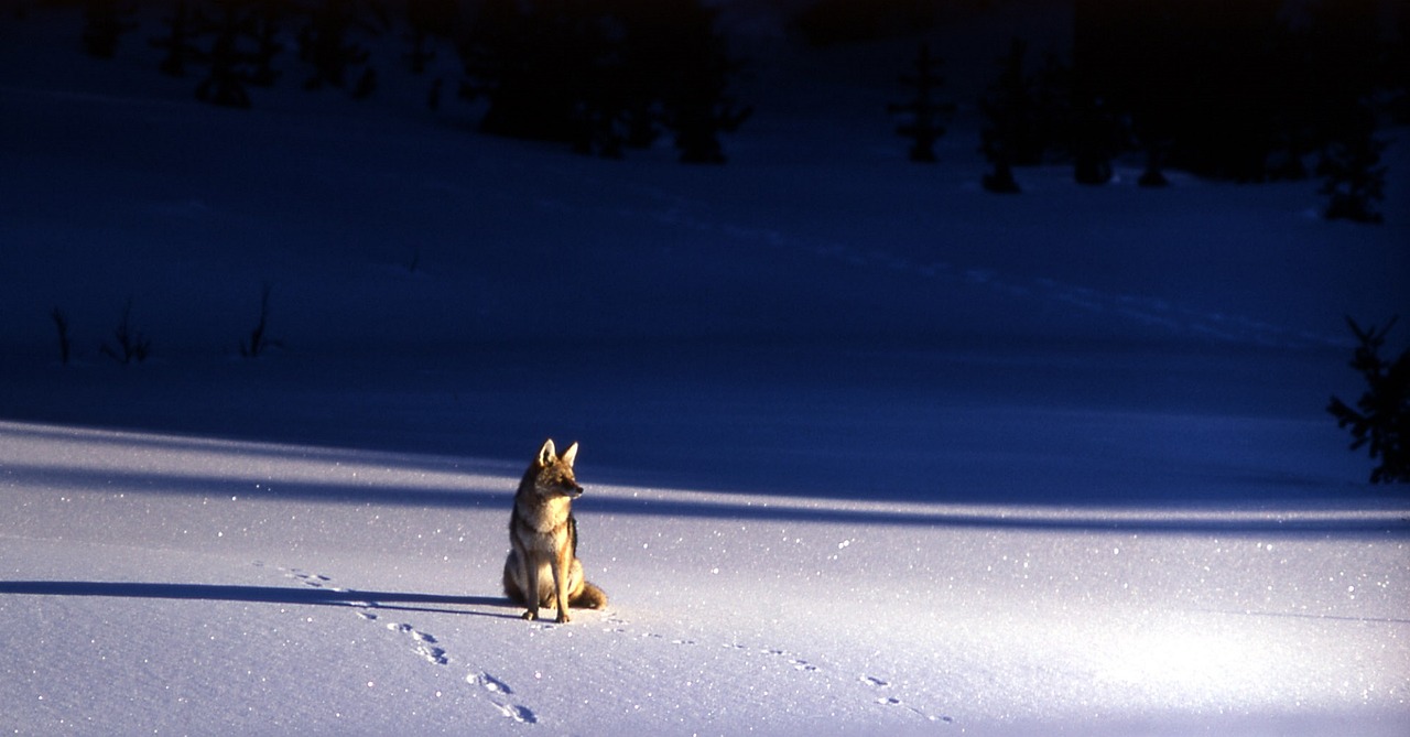 coyote in snow at night