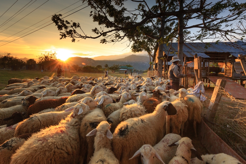 sheep pushing against fence with shepherd near gate