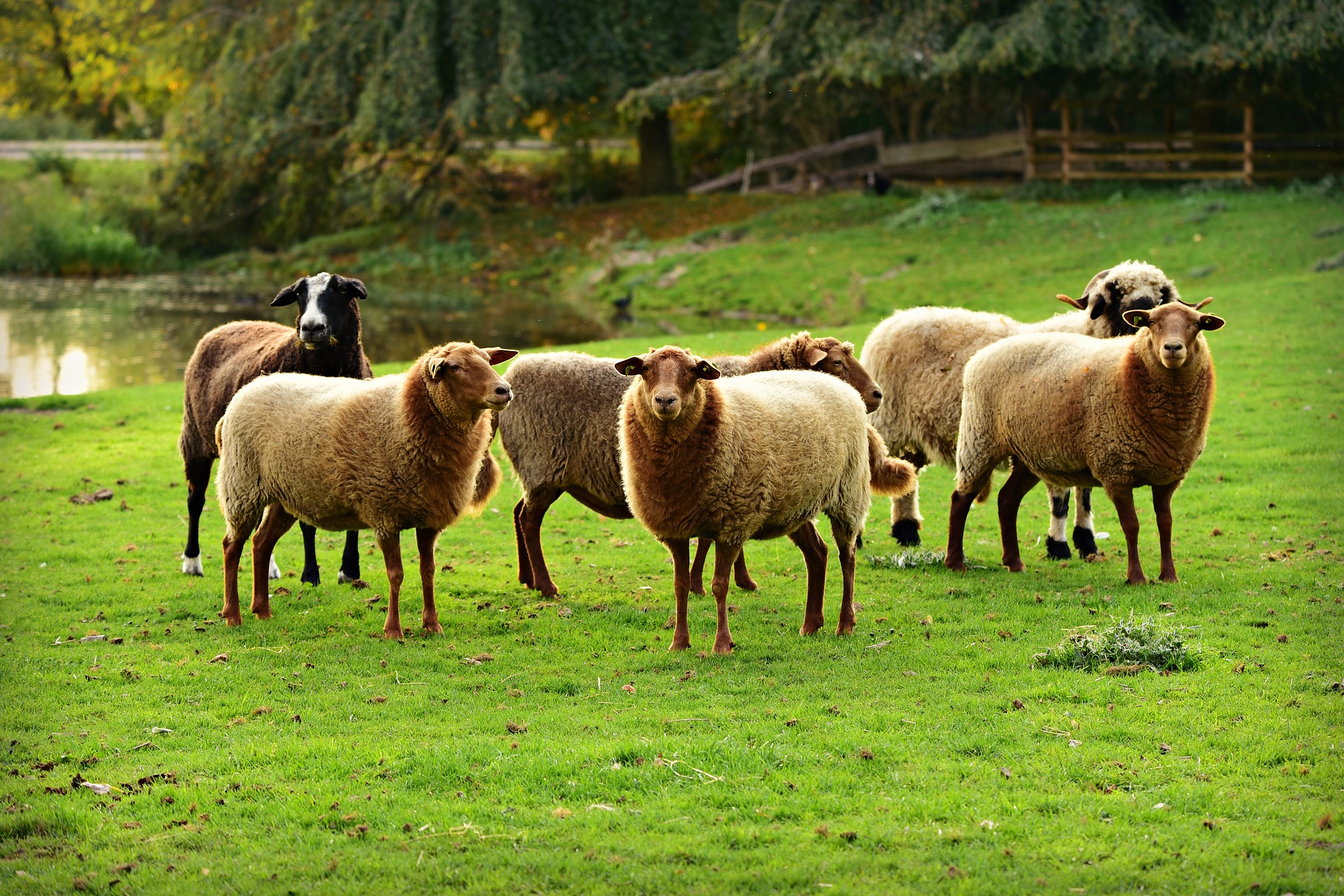 sheep in field looking towards viewer