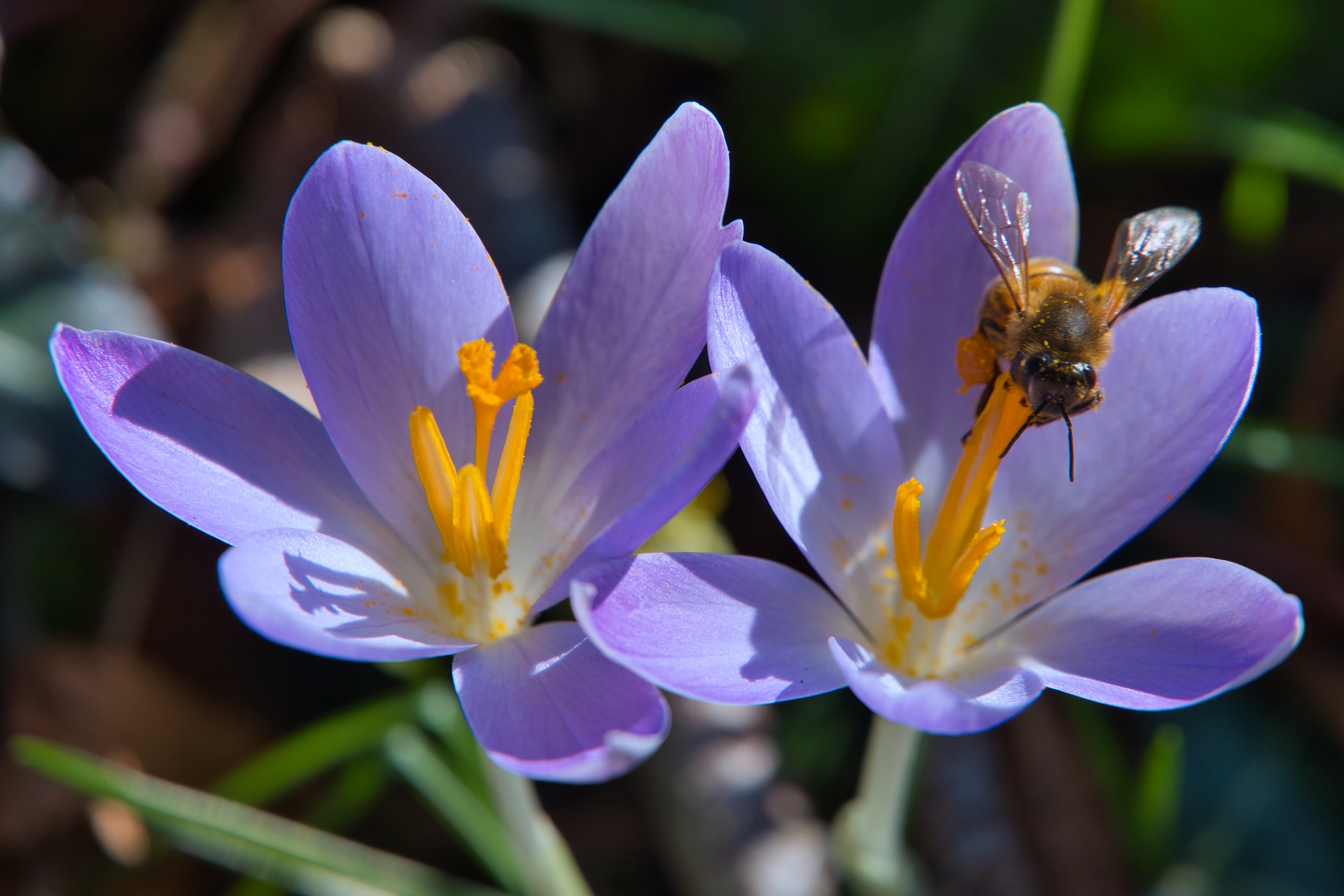 purple flowers with bee