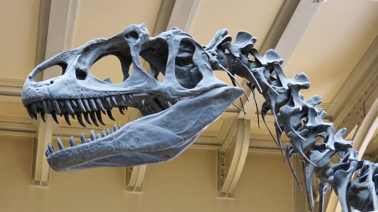 Dino-mite Quiz by Katrina Cassel, dinosaur skeleton in museum,