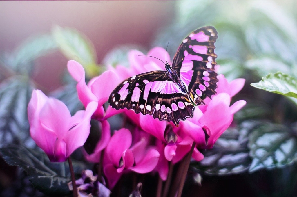 Don't Bug Me Puzzle, Pink Butterfly